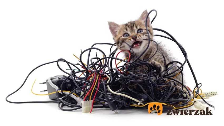 Jeśli Twój pupil lubi gryźć i nieustannie szuka przedmiotów, które nadawałyby się do uprawiania tego “hobby”, zapewnij mu bezpieczne gryzaki Kociak w plątaninie kabli