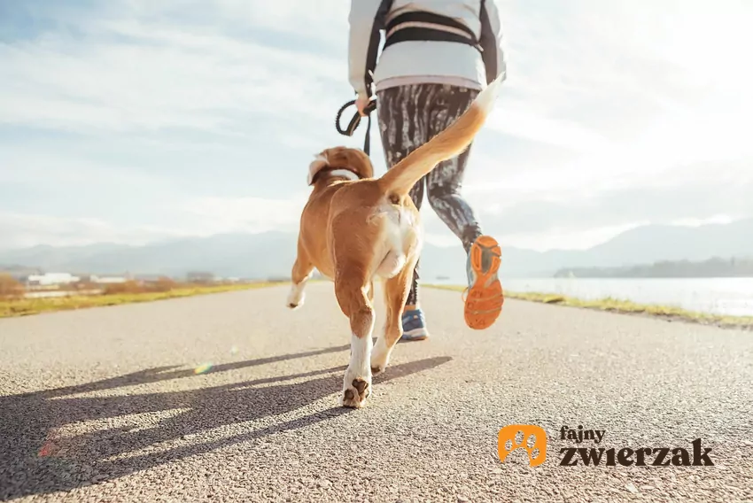 Jeśli sądzisz, że intensywny spacer połączony z dużą ilością biegania i aportowania wyciszy psa, to jesteś w błędzie Pies biegnie za człowiekiem