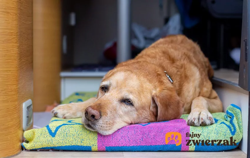 Jeśli Twój pupil ma za sobą ciężki dzień lub wyjątkow Pies leży na legowisku