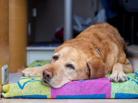 Kac u psa po silnych emocjach