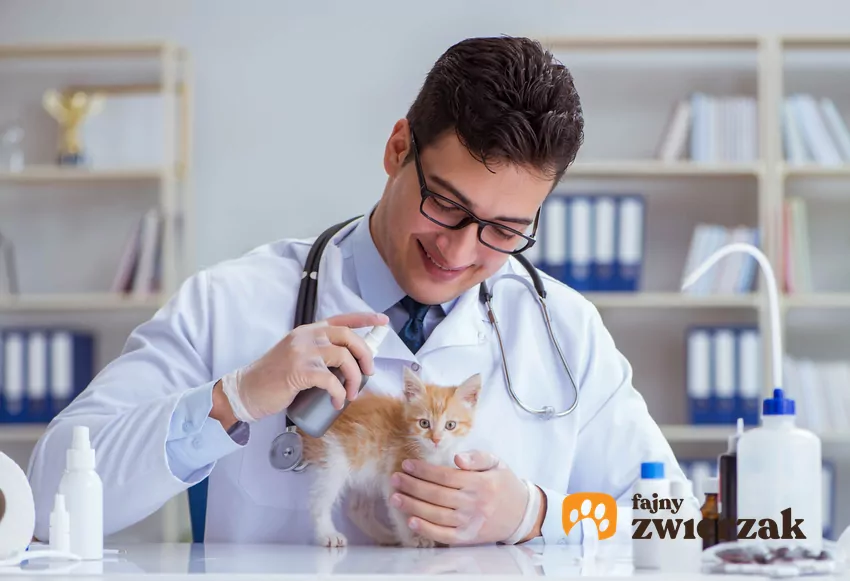 Na pierwszą wizytę weterynaryjną zabieramy ze sobą zestaw rzeczy, które kojarzą się zwierzakowi z bezpieczeństwem: ulubione smakołyki, kocyk z domowym zapachem, zabawkę Weterynarz i kociak