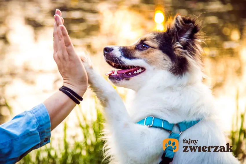 Psie westchnienie po spacerze może być sygnałem uspokojenia Pies na spacerze przybija piątkę