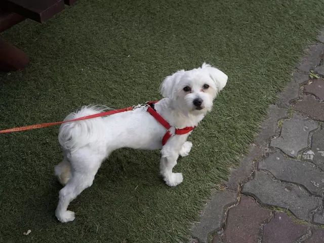 Dlaczego pies wzdycha po spacerze?