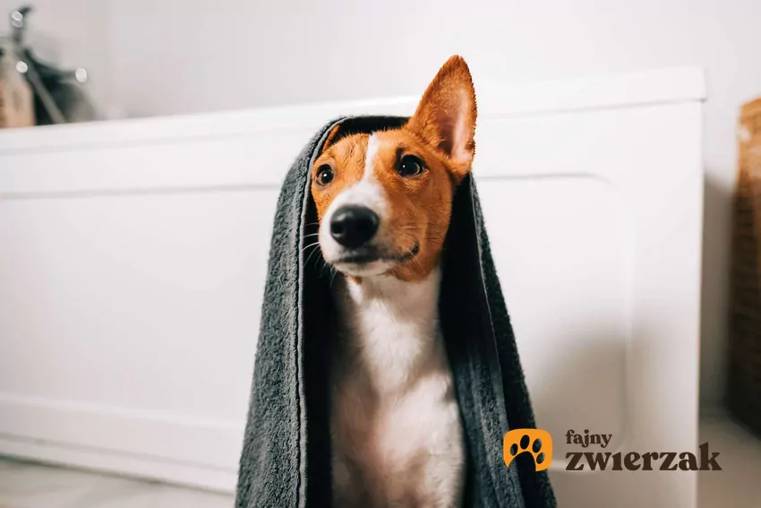 Psy lubią zapach opiekunów zachowany w tkaninach Pies siedzi w łazience i jest przykryty ręcznikiem