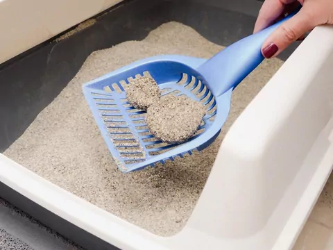 Higiena w mieszkaniu z kotem