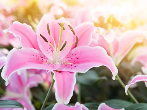 Rośliny niebezpieczne dla kota