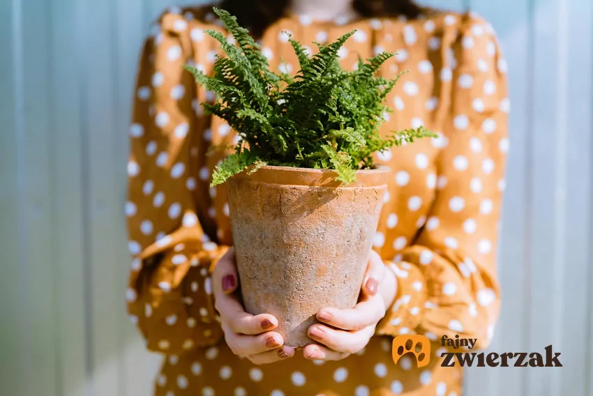 Paprotka w doniczce trzymana przez kobietę