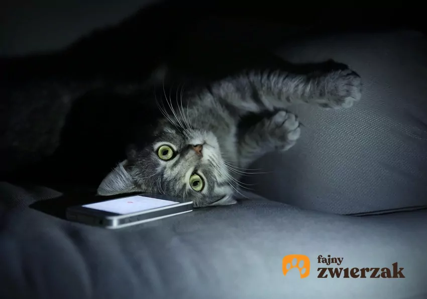 Niektóre koty uwielbiają nowinki technologiczne i nie przepuszczą żadnej okazji do zabawy elektroniką Kot leży na telefonie