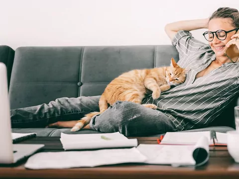 Kot przychodzi do telefonu