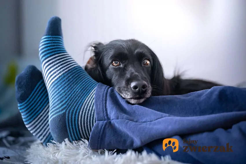 Wiele psów chętnie leży na nogach gości Pies leży na nogach człowieka