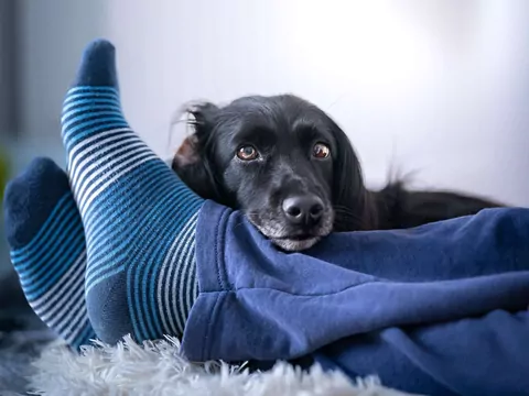 Dlaczego pies kładzie się na nogach gości?