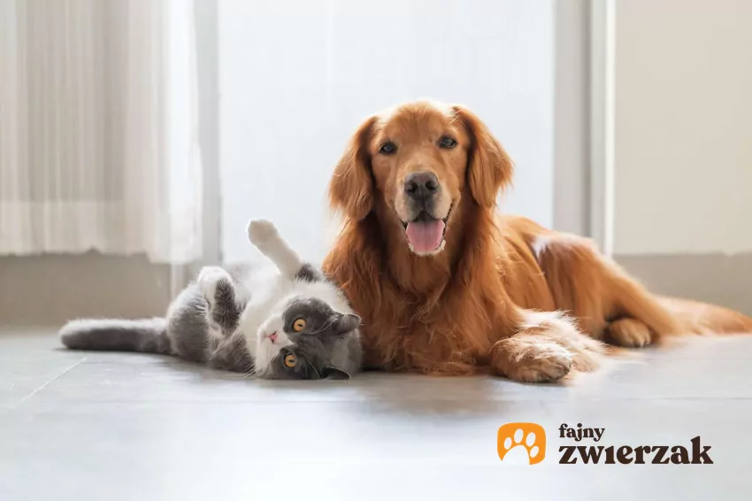 Pies i kot leżą obok siebie na podłodze