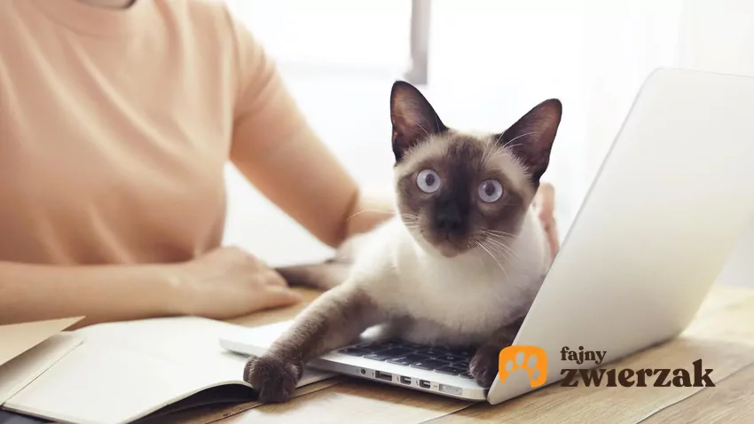 Komputery wytwarzają ciepło. Z tego powodu klawiatura pracującego urządzenia staje się dla kota legowiskiem idealnym Kot leży na laptopie