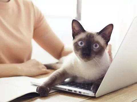 Dlaczego kot siada na laptopie?