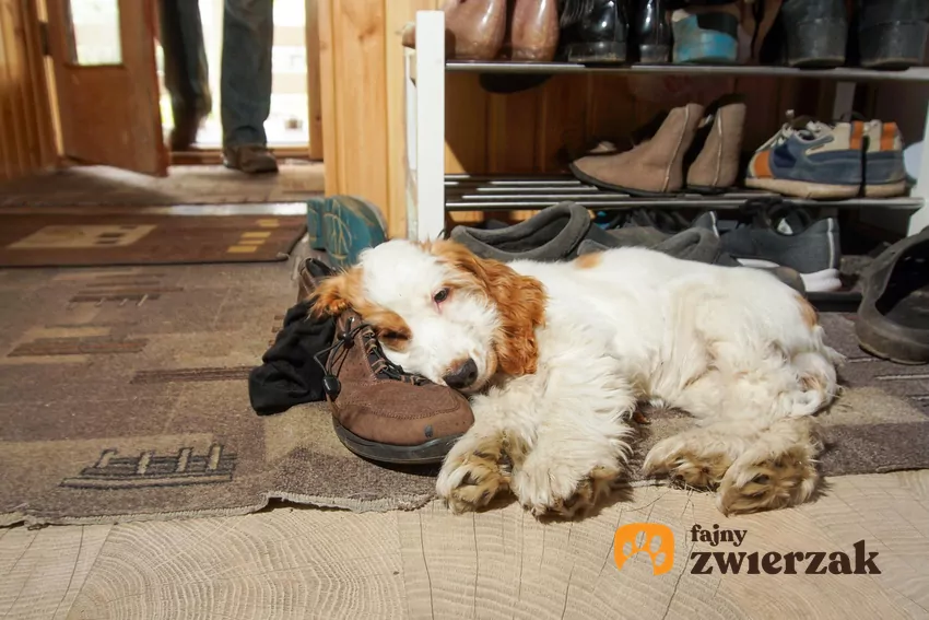 Pies leży na butach