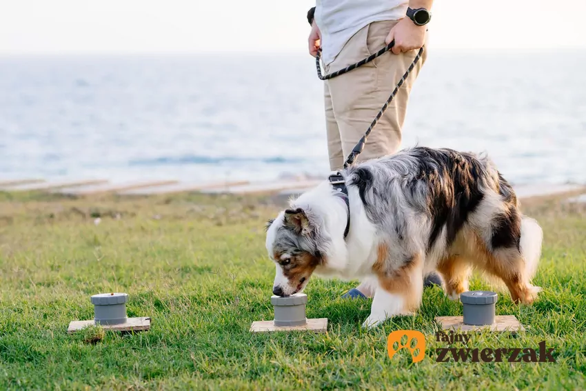 Nosework (praca węchowa) to sport i aktywność polegająca na wyszukiwaniu określonych zapachów Pies ćwiczy nosework