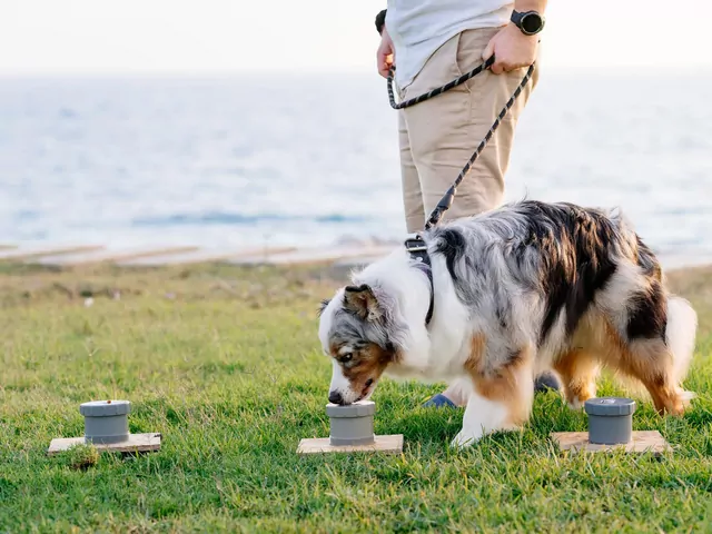 Nosework dla początkujących