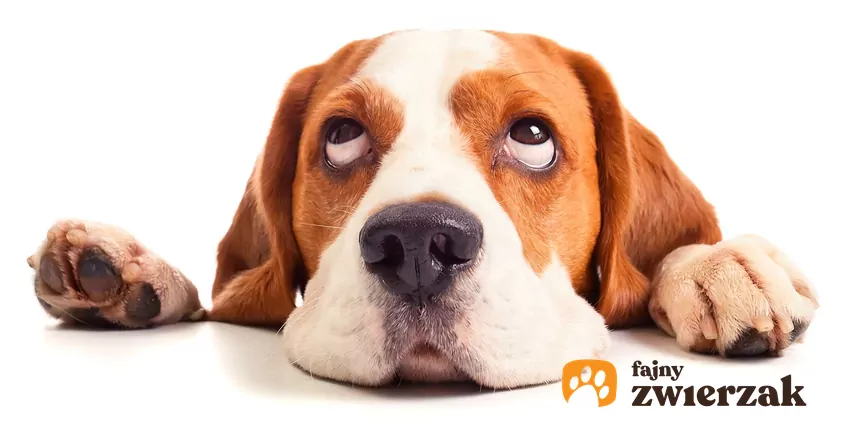 Psy mogą czuć niepokój, jeśli muszą iść po niestabilnej powierzchni Pies beagle patrzy w górę