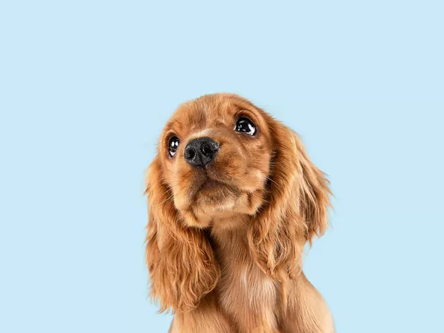 Dlaczego pies unika ruchomych schodów i windy?