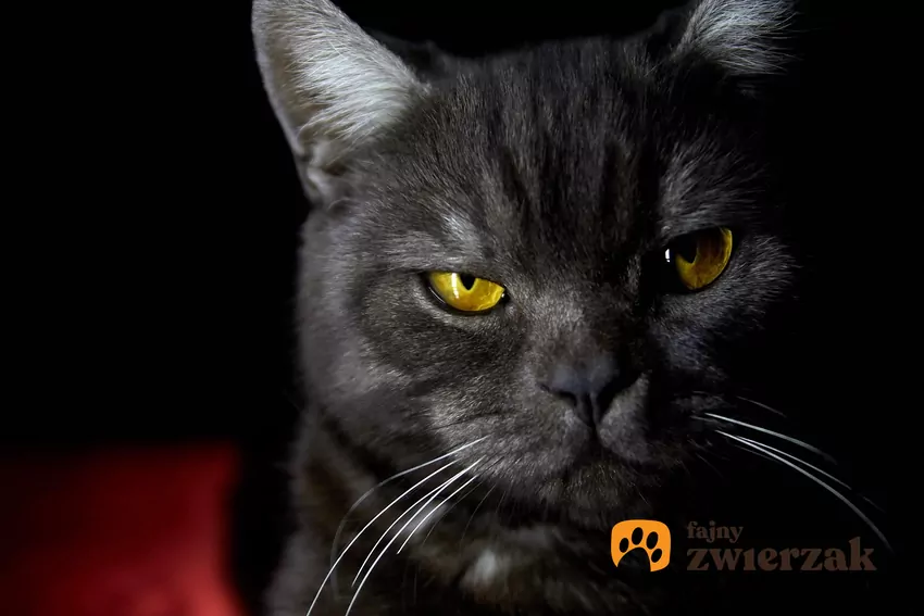 Nocne pobudki mogą świadczyć o problemach zdrowotnych zwierzaka, szczególnie jeśli pojawiły się nagle i bez żadnej wyraźnej przyczyny Koci pyszczek