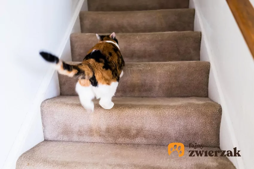 Nocny sprint to nic innego, jak naturalne rozładowanie niewykorzystanej energii łowieckiej Kot wbiega po schodach