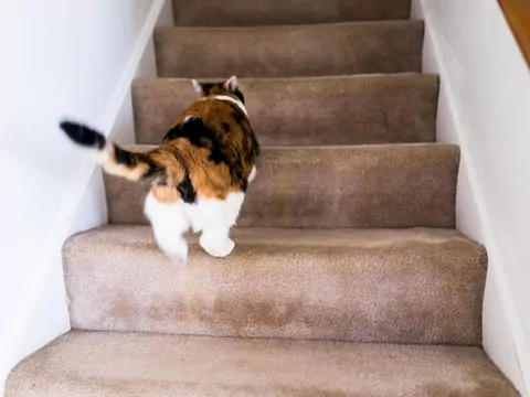 Co oznacza koci sprint o 3 nad ranem?