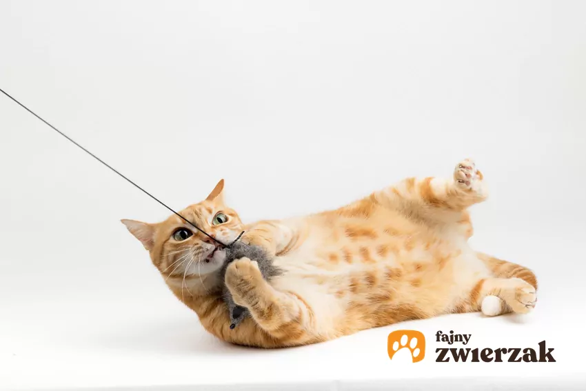 Jak sprawić, by mruczek przesypiał w spokoju noce? Kluczem do sukcesu jest odpowiednie zmęczenie zwierzęcia w ciągu dnia Kot bawi się wędką