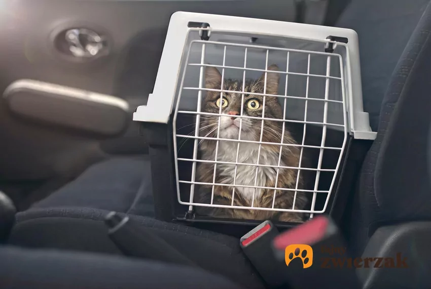 Aby wakacje były przyjemne, musisz zabrać ze sobą niezbędne akcesoria, takie jak miski czy transporter Kot w transporterze na tylnej kanapie samochodu