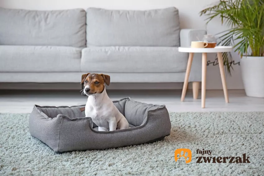 Kopanie w legowisku ma swoje źródło w dalejkiej przeszkości Pies leży w legowisku