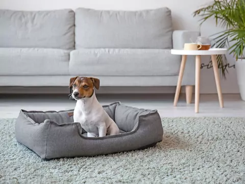 Dlaczego pies kopie legowisko przed snem?