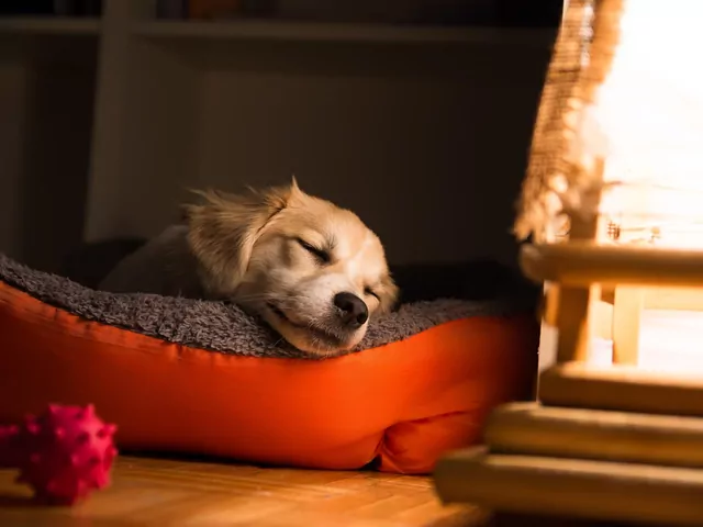 Dlaczego pies kopie legowisko przed snem?