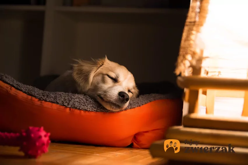Kopanie w legowisku pomaga psu wyciszyć się przed snem Pies śpi w legowisku