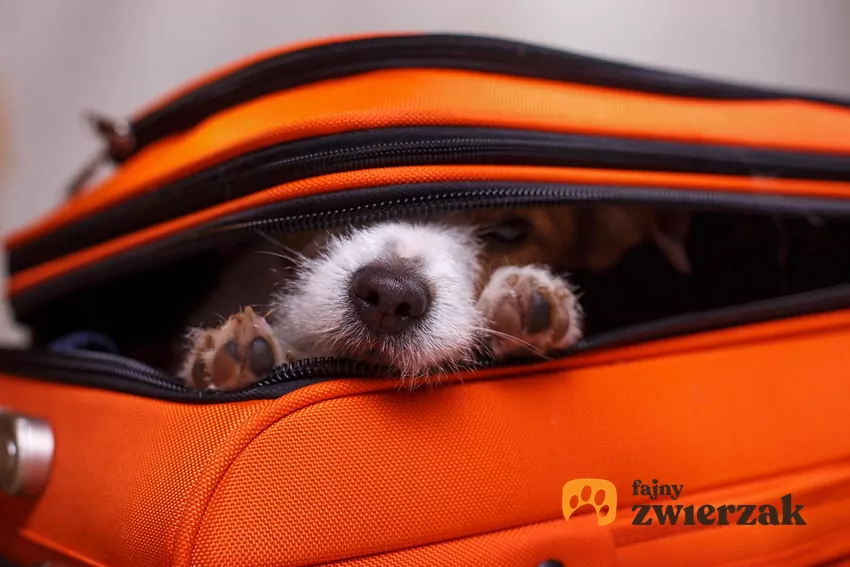 Zanim dokonasz rezerwacji, sprawdź, w jaki sposób dana placówka reguluje pobyt zwierząt Pies w walizce