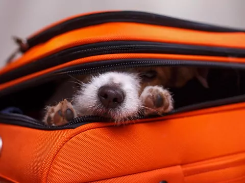 Noc w hotelu pet‑friendly