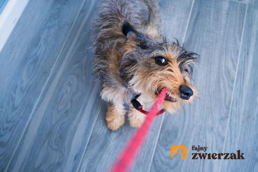 Frustracja na smyczy to jeden z najczęstszych problemów, z jakimi mierzą się opiekunowie psów Pies gryzie smycz