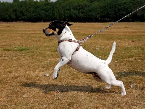 Frustracja u psa na smyczy