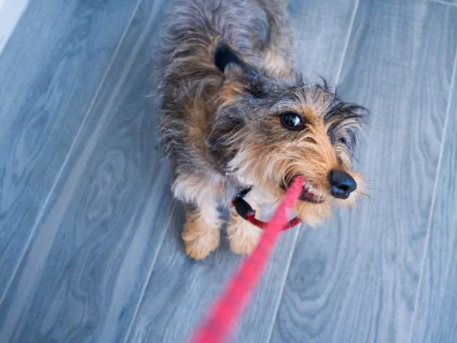 Frustracja u psa na smyczy