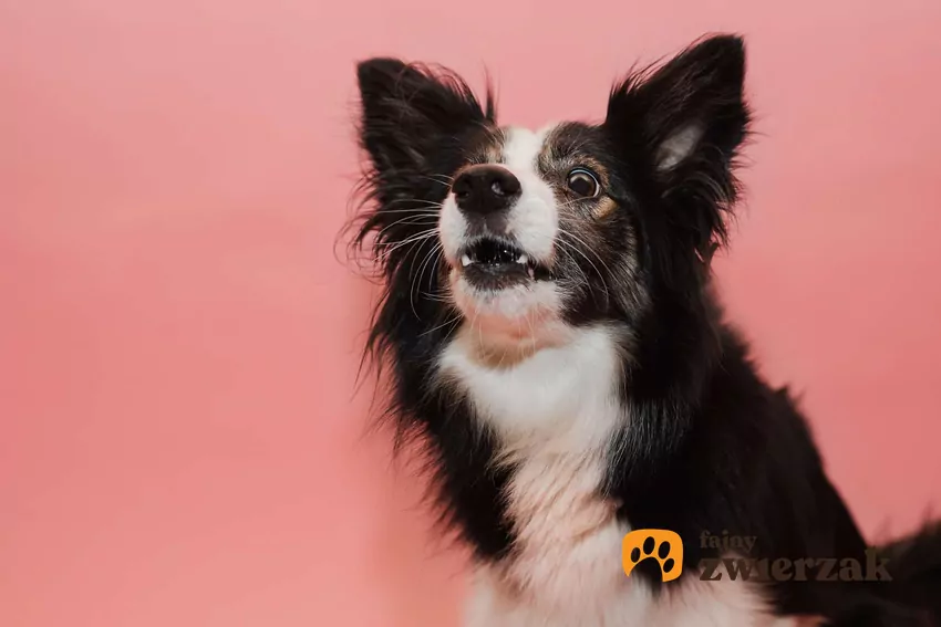 Psy mogą patrzeć w sufit z wielu powodów Czarno biały pies patrzy w górę