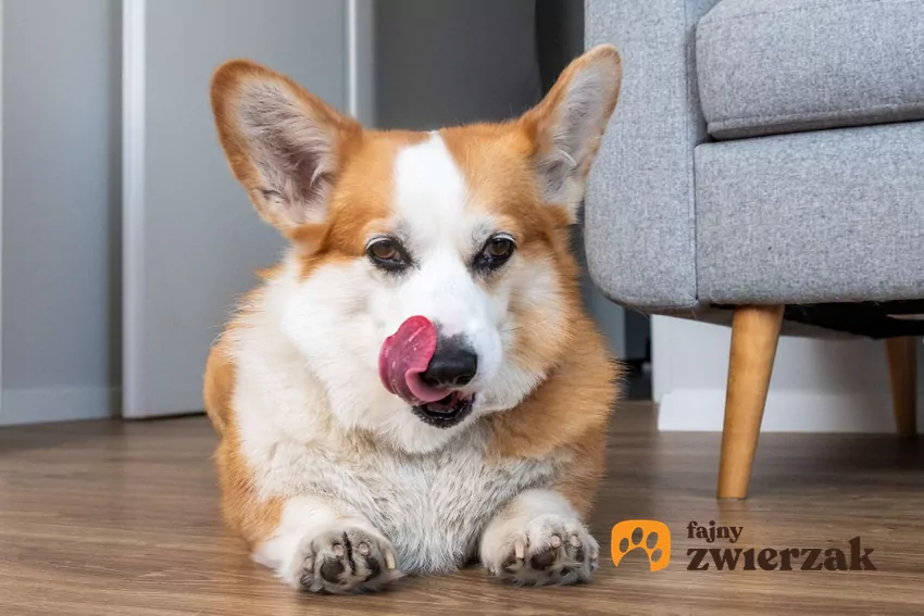 Piesek corgi z wysuniętym językiem