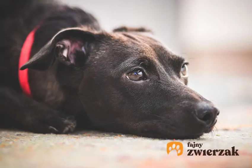 Czarny pies leży na podłodze i patrzy przed siebie