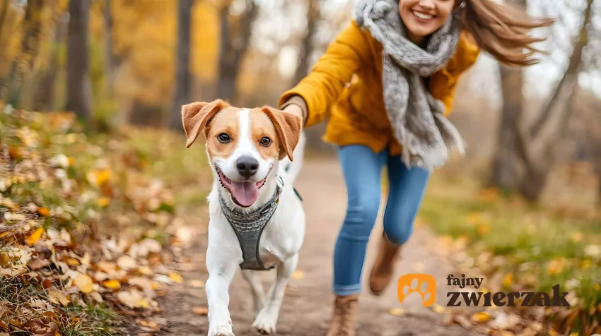 Pies na spacerze z kobietą