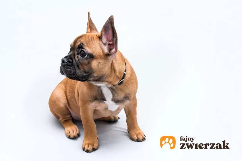 Buldog francuski patrzy w bok