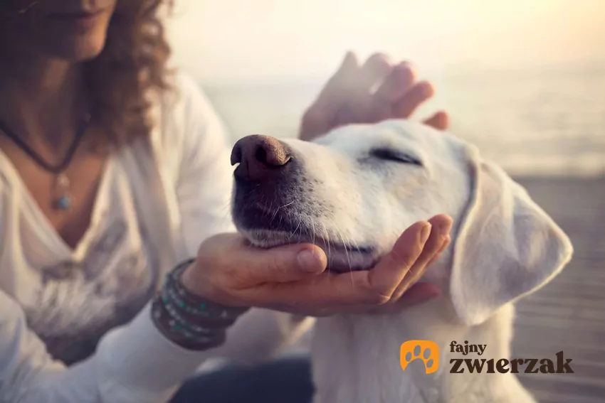 Psy nie mają poczucia winy, ale potrafią analizować zachowanie opiekuna Kobieta trzyma dłonie na pysku zadowolonego psa