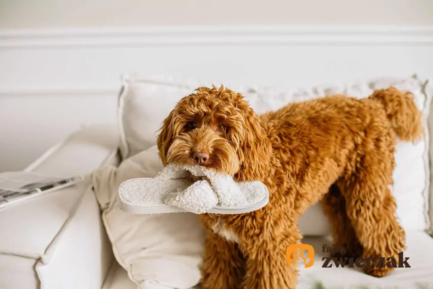 Pies labradoodle niesie damski kapeć