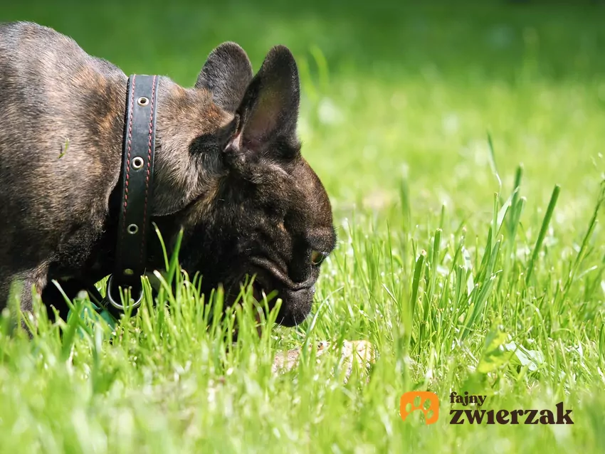 Komenda "zostaw" uratuje Twój telefon i zdrowie pupila Pies z telefonem w zębach