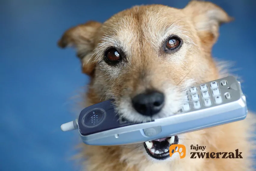 Uczenie rezygnacji doskonali samokontrolę psa, co poprawia jego zachowanie na przykład na spacerze Pies węszy w trawie