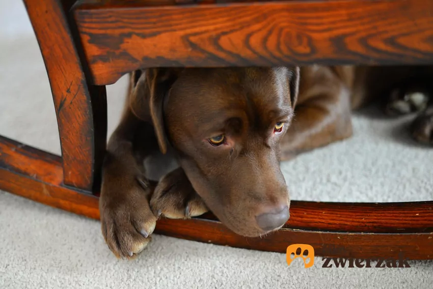 W pierwszych dniach po adopcji naszym priorytetem powinno być stworzenie bezpiecznej przestrzeni dla nowego członka rodziny Pies pod fotelem bujanym