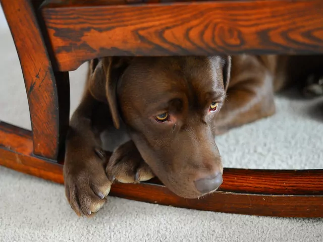 Pierwsze dni po adopcji