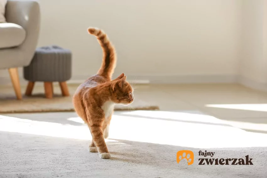 Przez pierwsze 7 dni dom powinien być cichy i zarezerwowany tylko dla domowników. Zapraszanie cioci i wujka, “żeby się przywitali” jest błędem Kot chodzi po pokoju