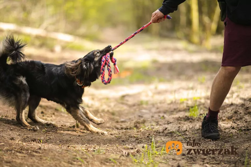 Szarpanie to naturalny psi instynkt i sposób na zabawę Owczarek staroniemiecki bawi się szarpakiem w parku